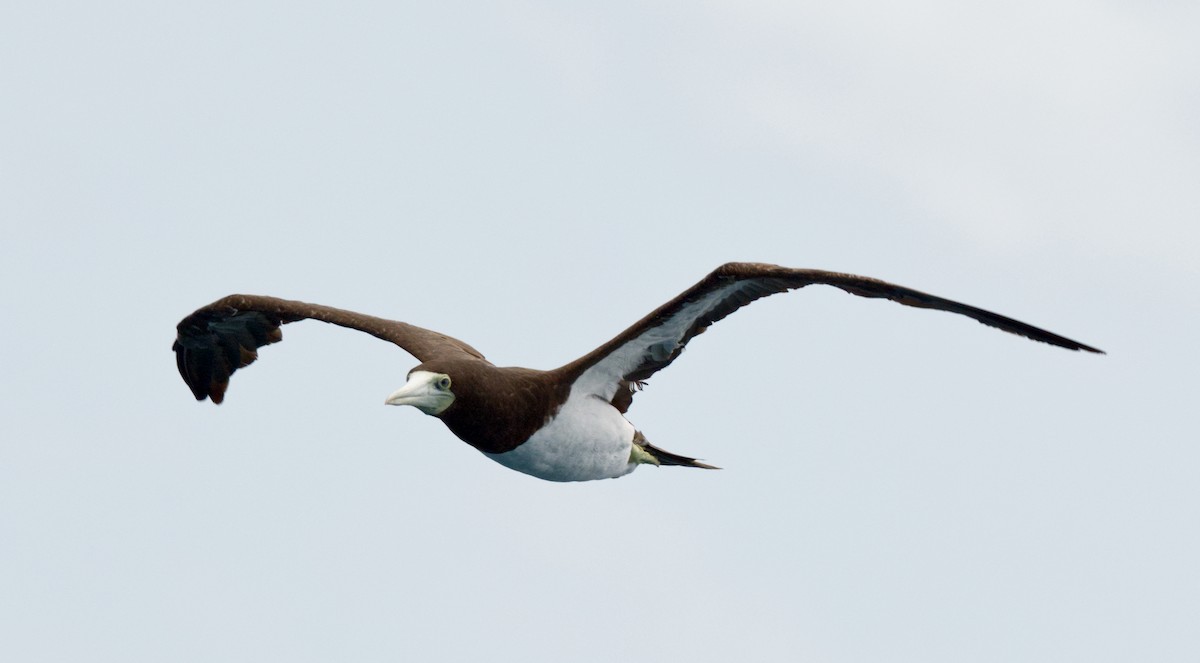 Brown Booby - ML609418006