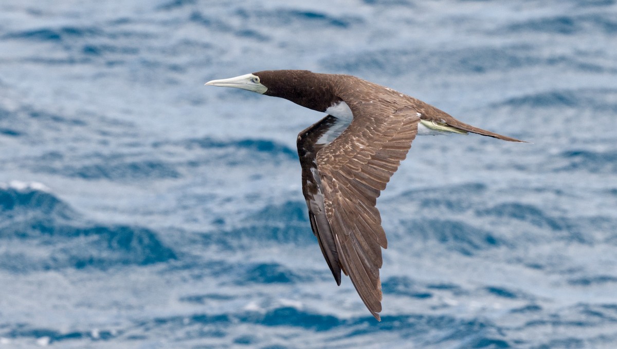 Brown Booby - ML609418022