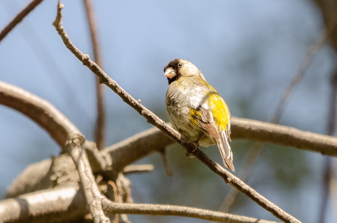 Lawrence's Goldfinch - ML609418585