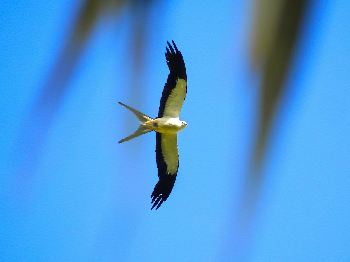 Swallow-tailed Kite - ML609418642