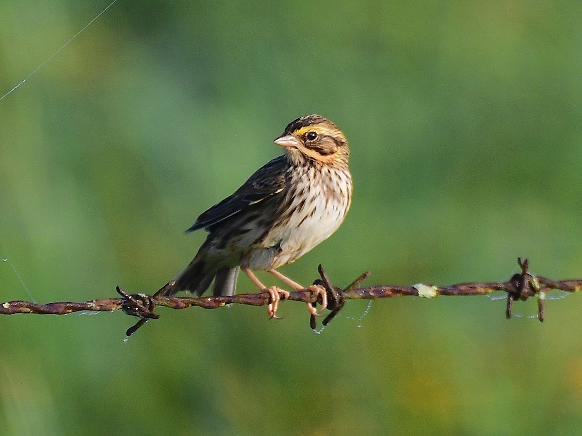 Savannah Sparrow - ML609418719