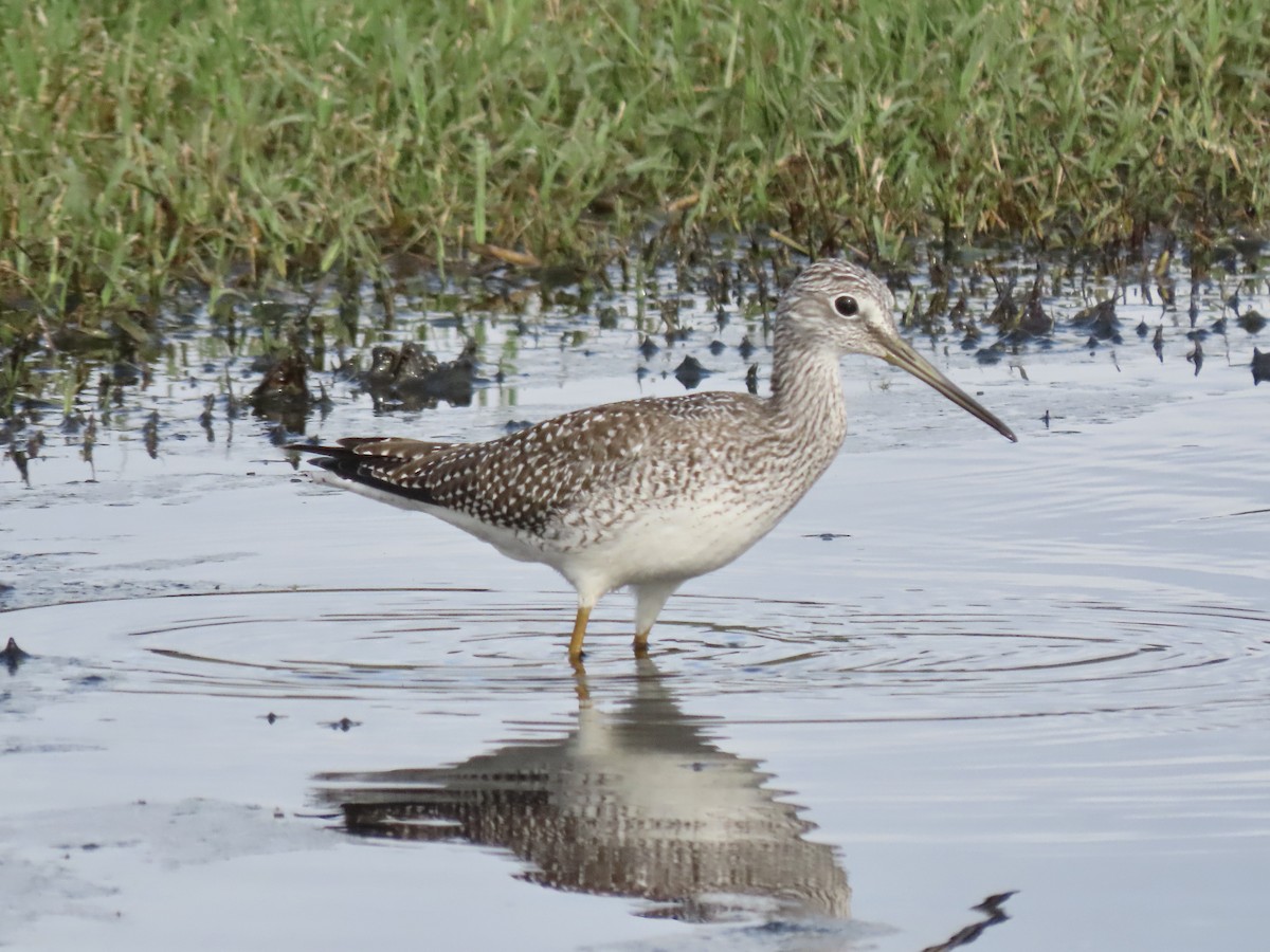Greater Yellowlegs - ML609419089