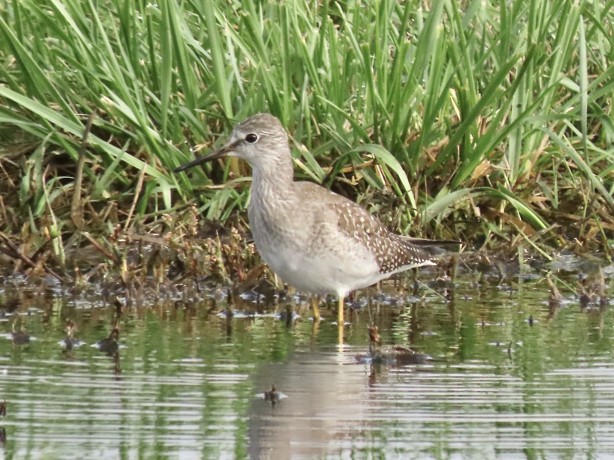 Lesser Yellowlegs - ML609419140
