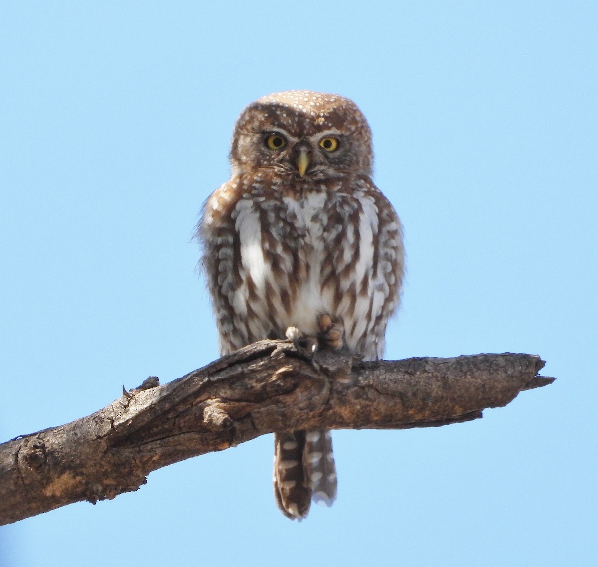 Pearl-spotted Owlet - ML609419265