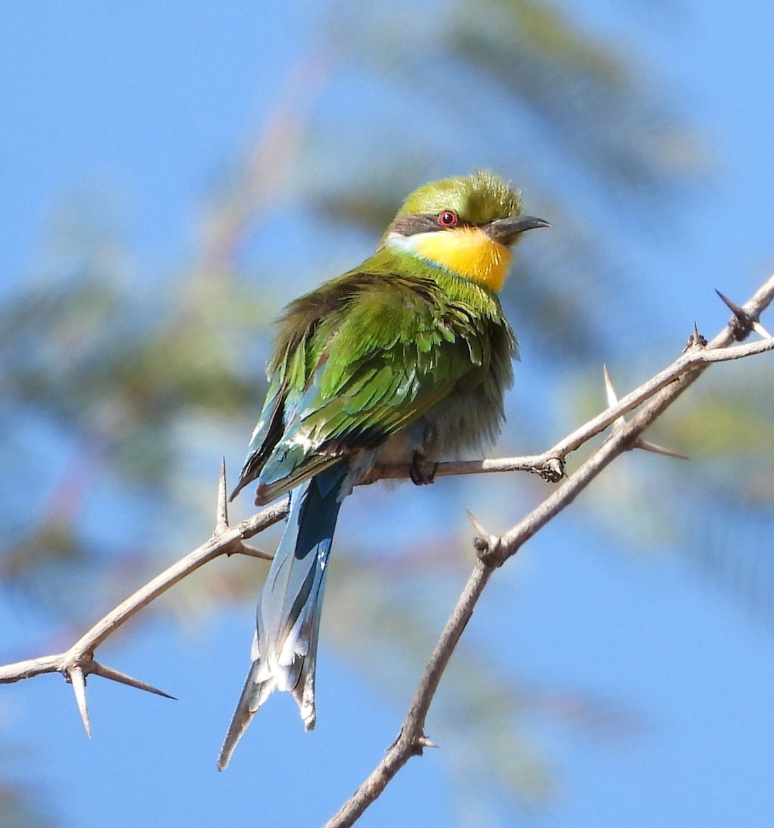 Swallow-tailed Bee-eater - ML609419275