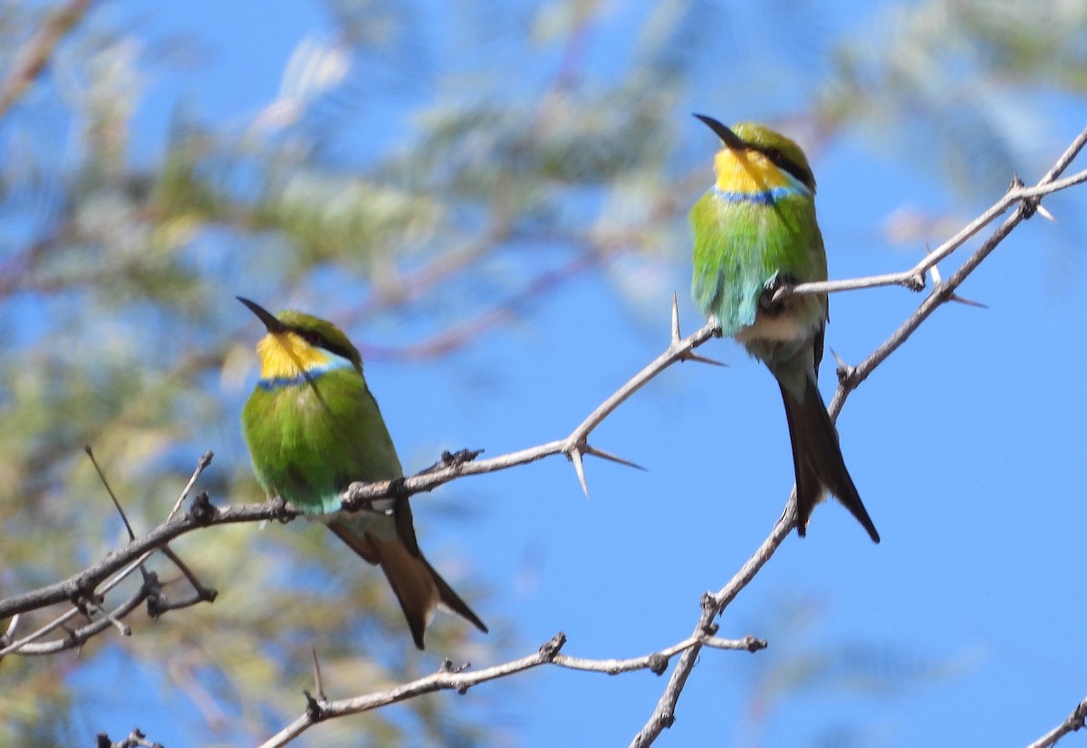 Swallow-tailed Bee-eater - ML609419276