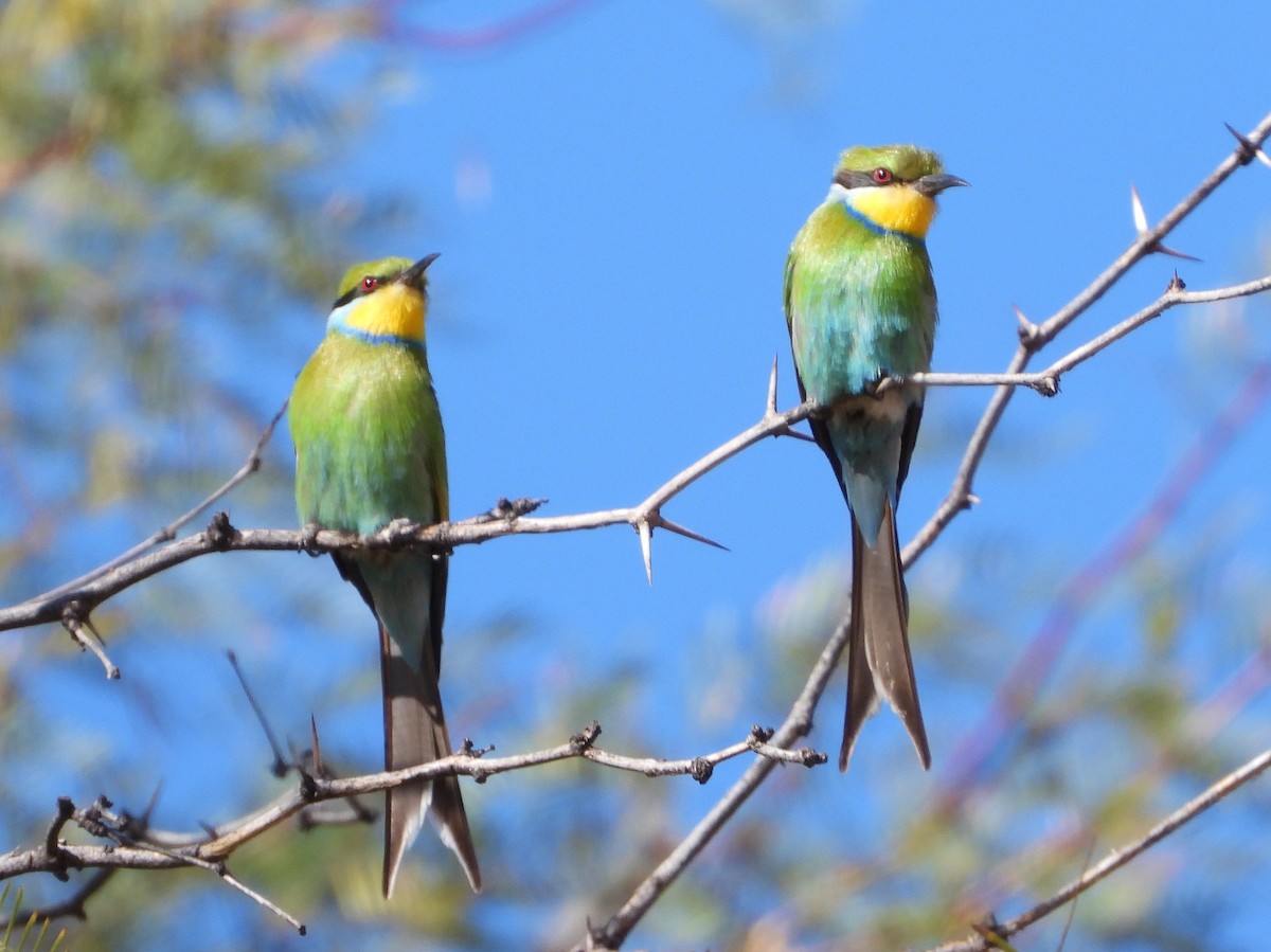 Swallow-tailed Bee-eater - ML609419278