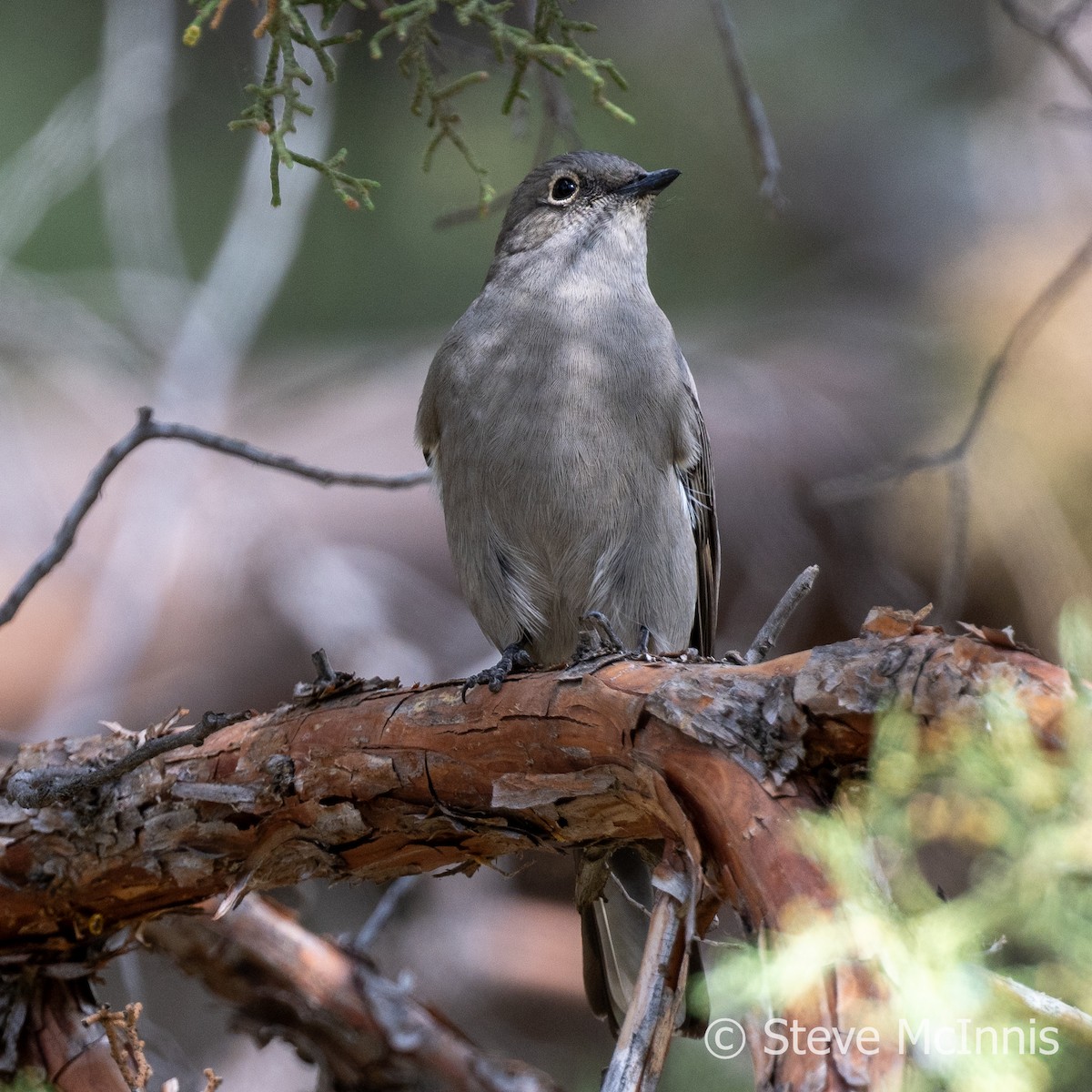 Townsend's Solitaire - ML609419348