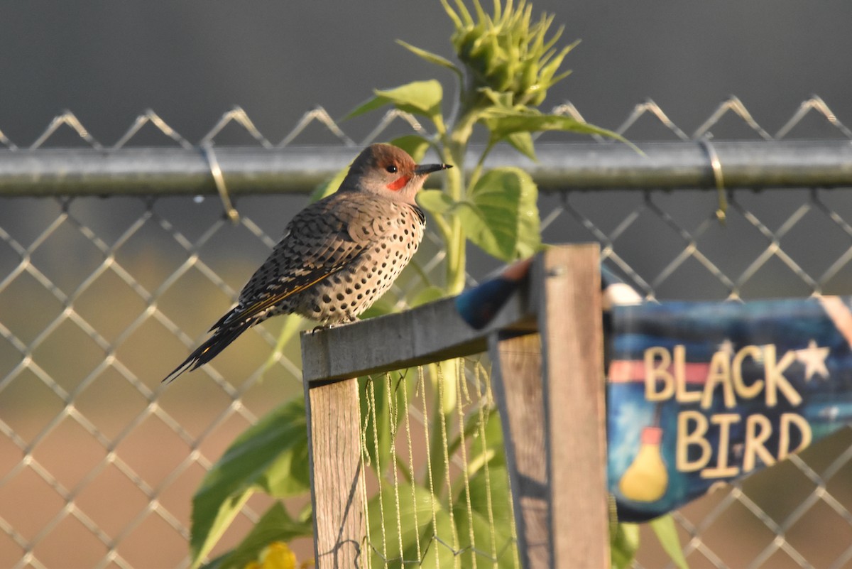 Northern Flicker (Yellow-shafted x Red-shafted) - ML609419749