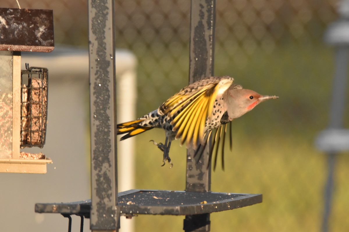 Northern Flicker (Yellow-shafted x Red-shafted) - ML609419798
