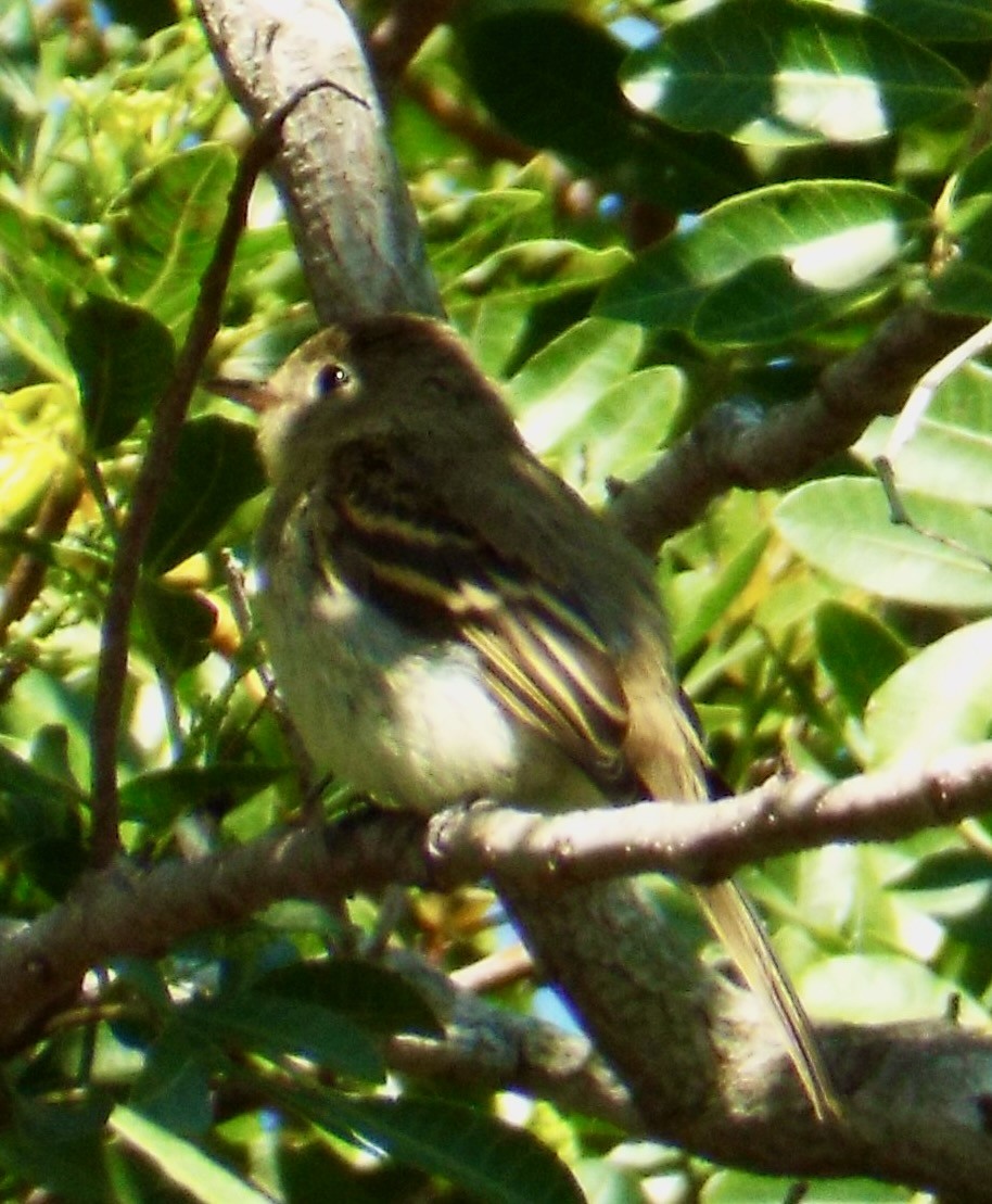 Empidonax sp. - ML609421290