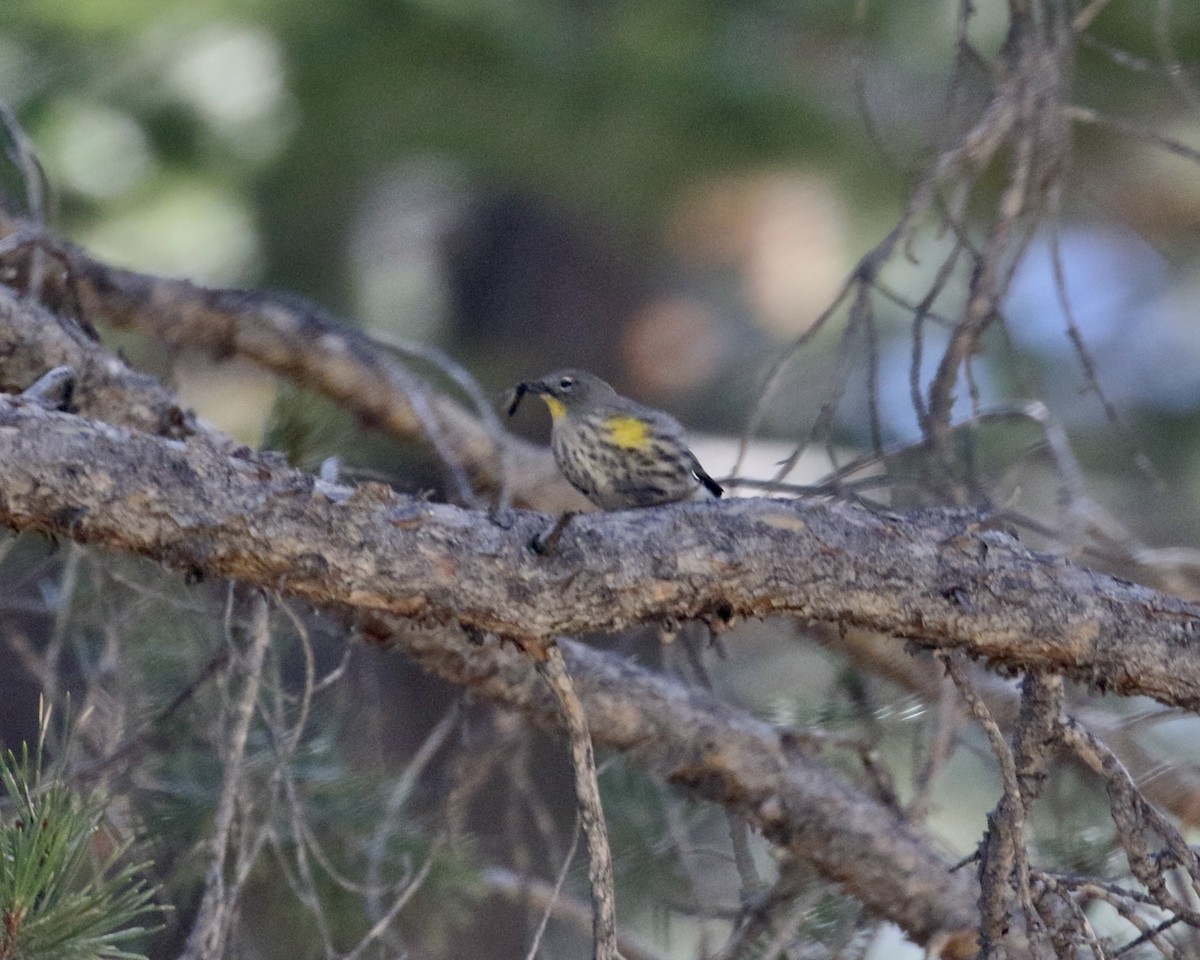 Yellow-rumped Warbler (Audubon's) - ML609421320