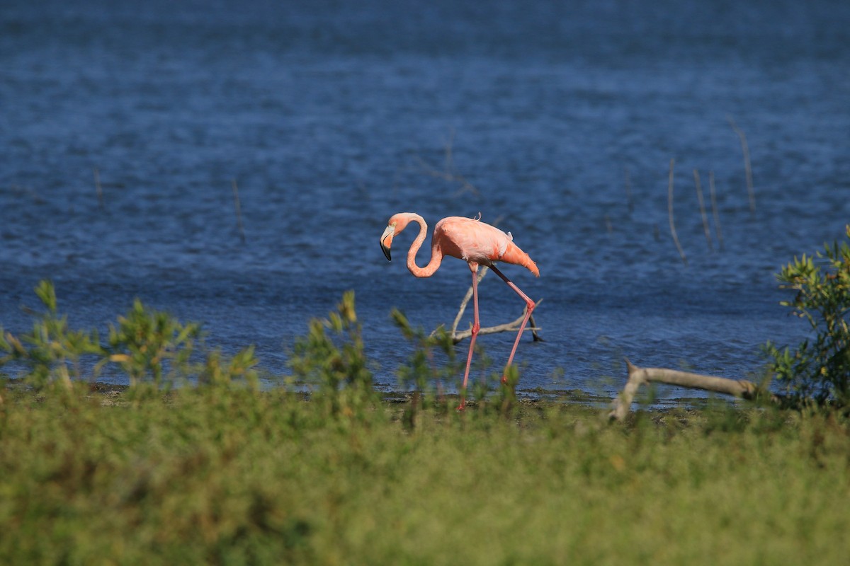American Flamingo - Kaleb Kroeker