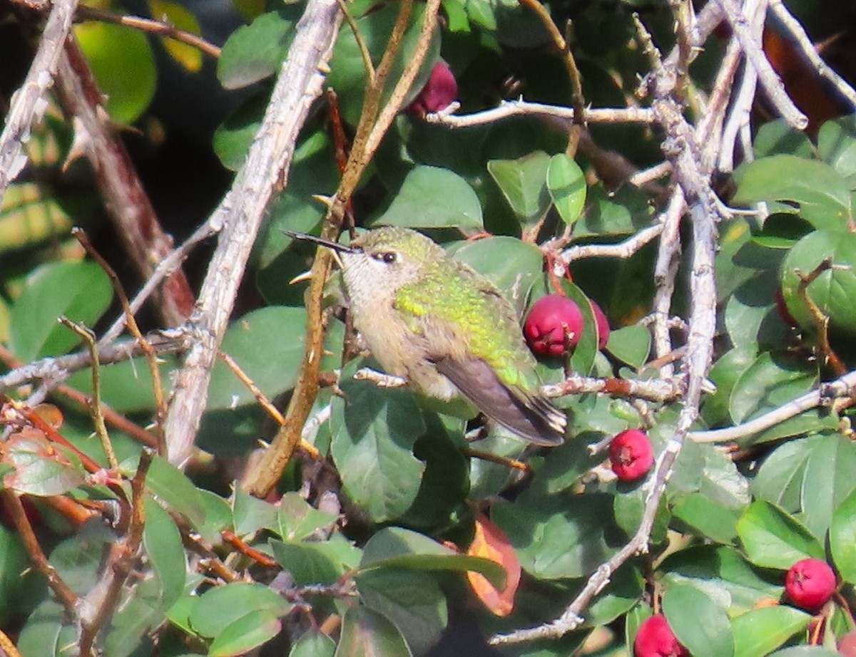 Calliope Hummingbird - ML609421675