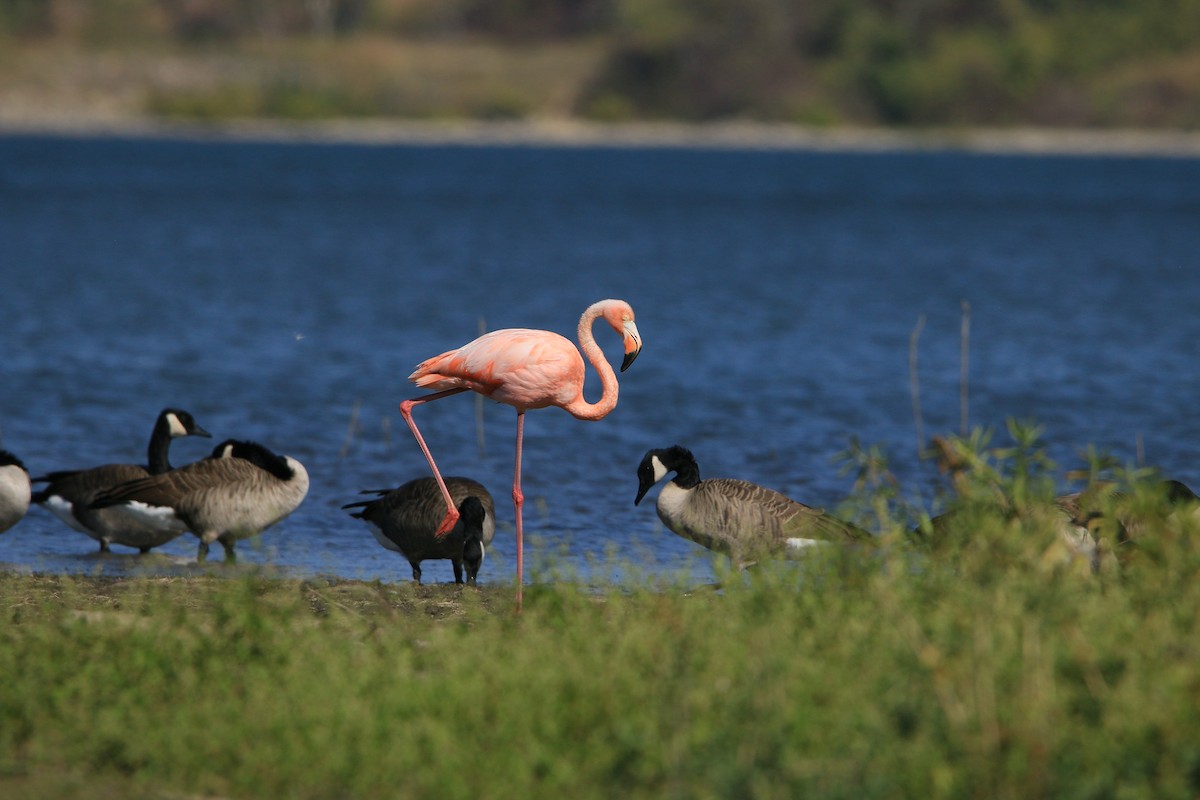 American Flamingo - ML609421691