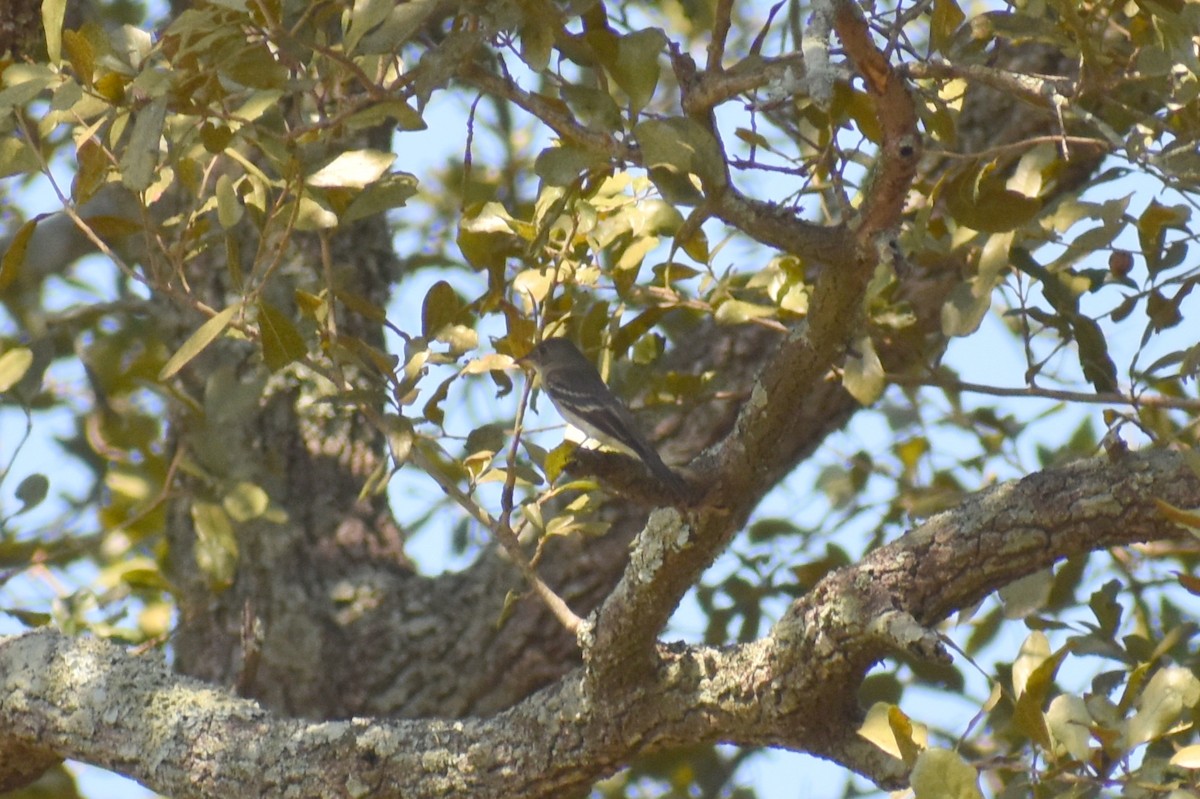 Empidonax sp. - ML609422054