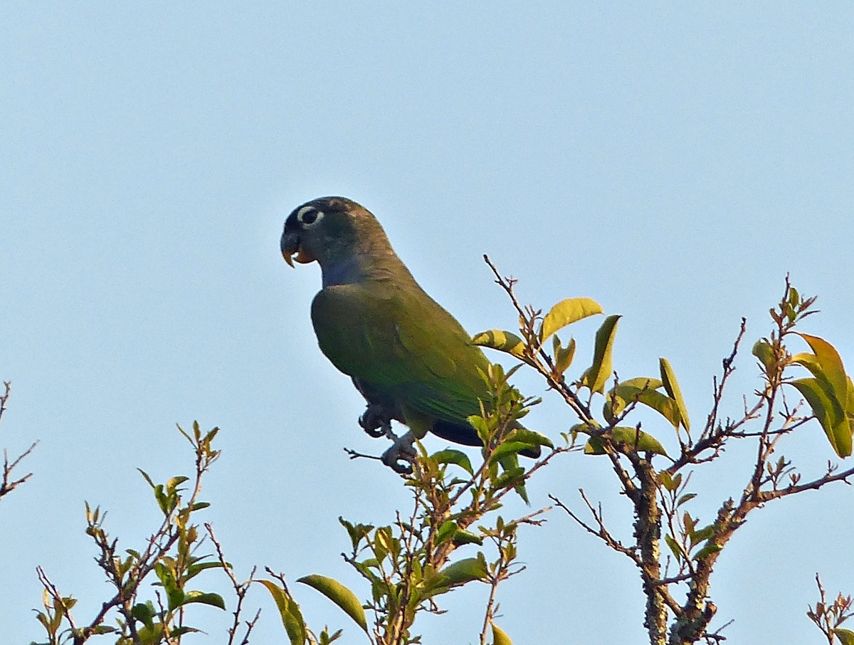 Scaly-headed Parrot - ML609423309