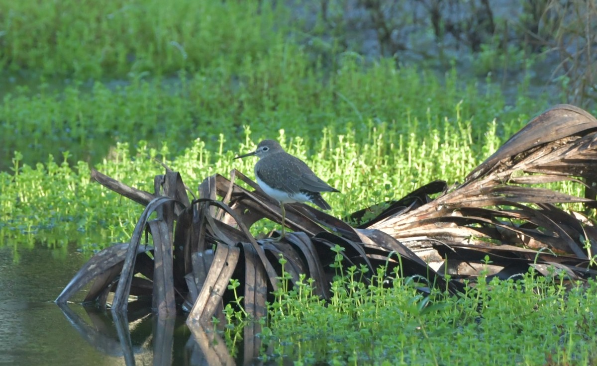 Ebird Checklist Sep Riverbend Park Species Other Taxa