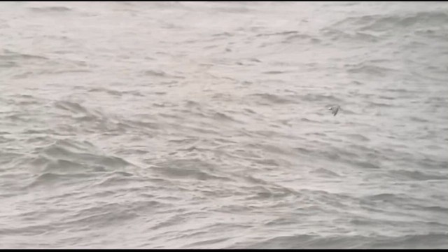 Trauerseeschwalbe (niger) - ML609424447