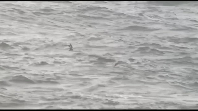 Trauerseeschwalbe (niger) - ML609424448