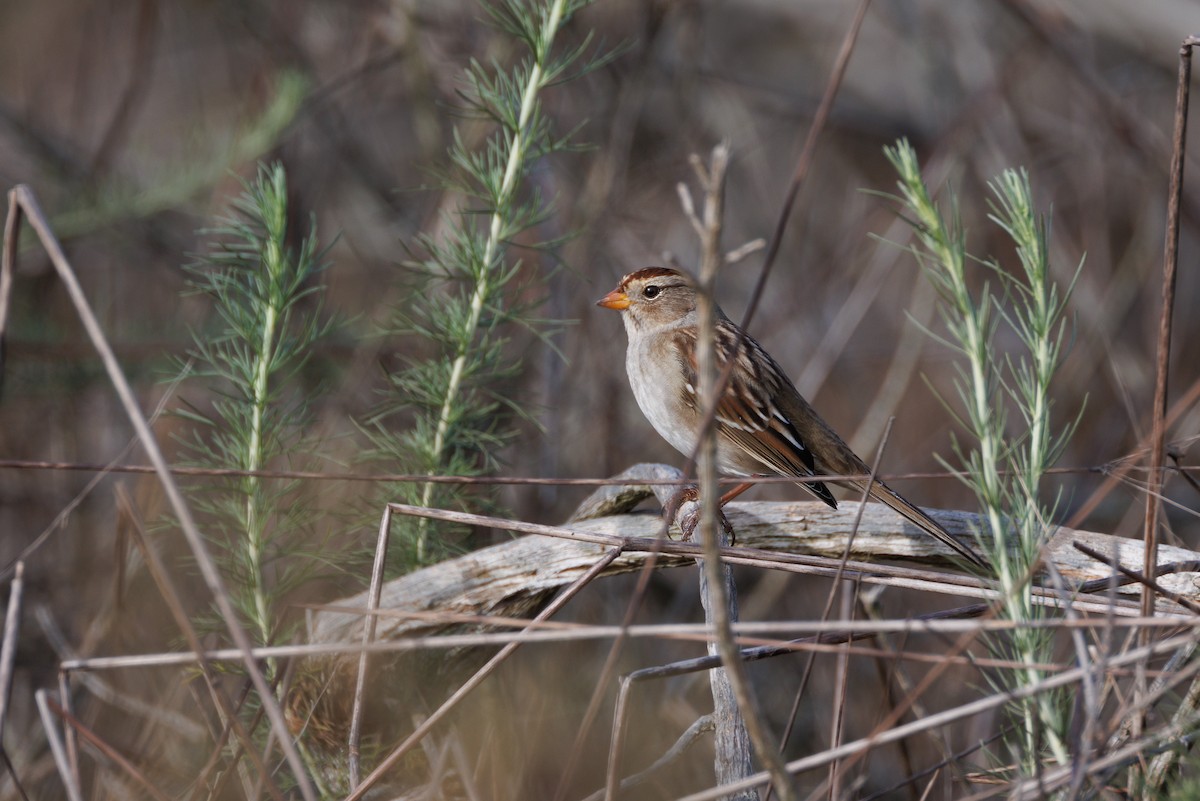 White-crowned Sparrow - ML609424515