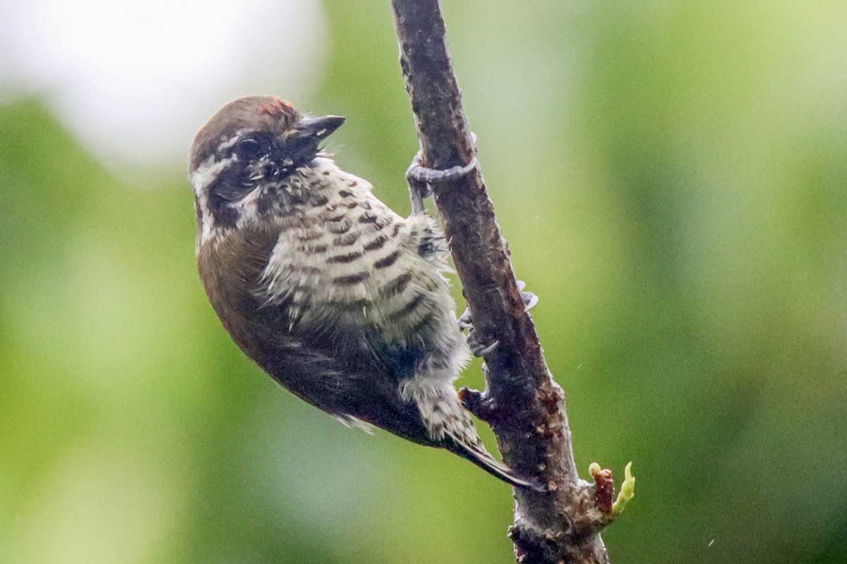 Speckled Piculet - ML609424541