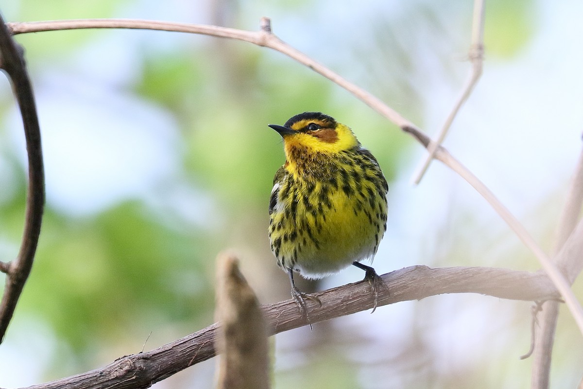 Cape May Warbler - ML609425072