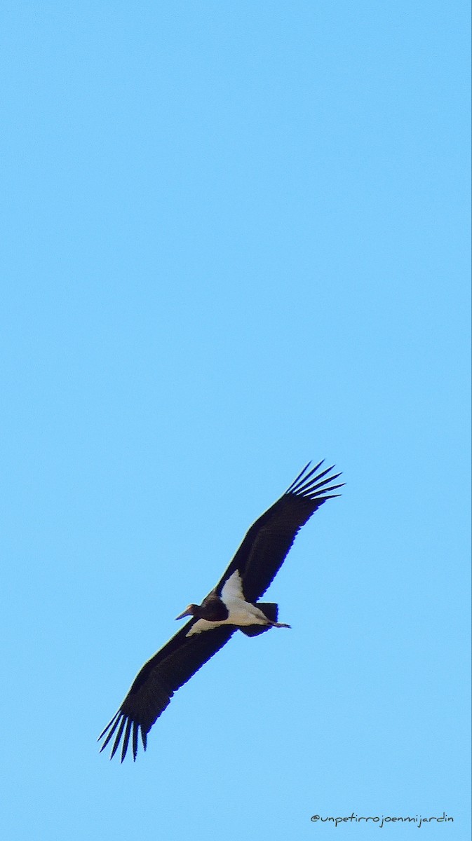 Black Stork - ML609425491