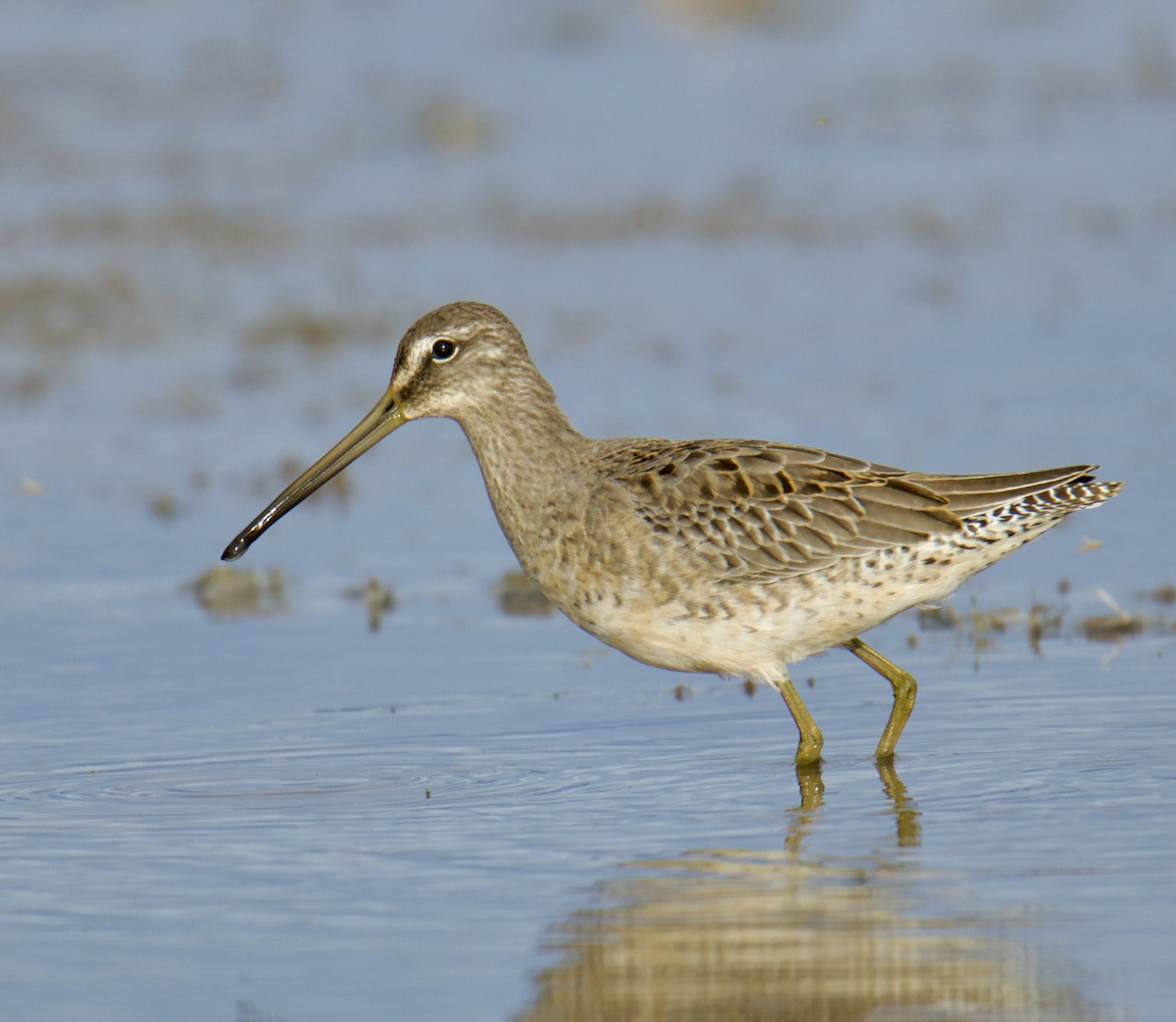 Long-billed Dowitcher - ML609425700