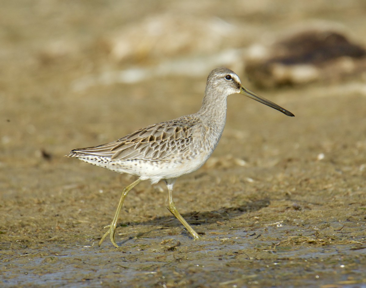 Long-billed Dowitcher - ML609425701