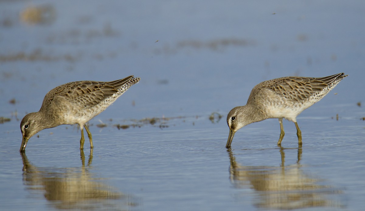 Long-billed Dowitcher - ML609425702