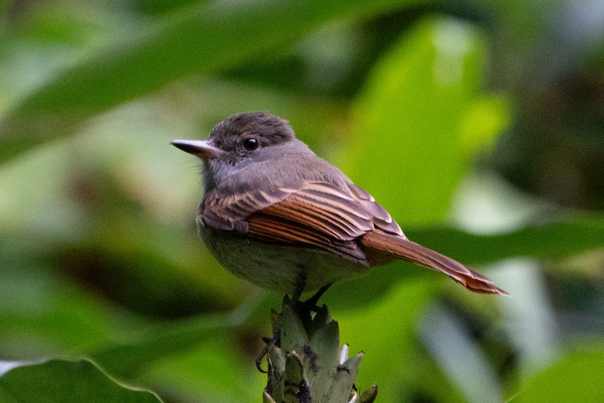 Rufous-tailed Flycatcher - ML609425822