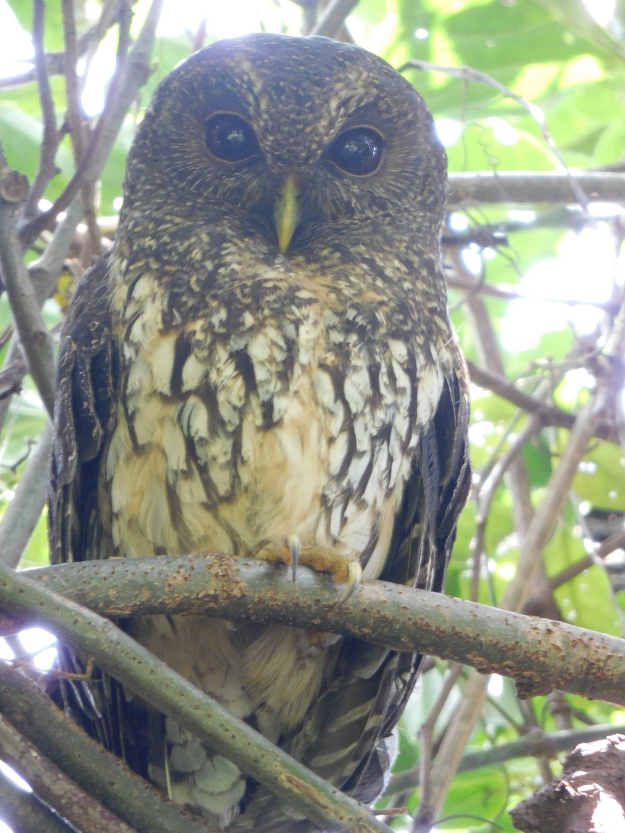 Mottled Owl - ML609425903