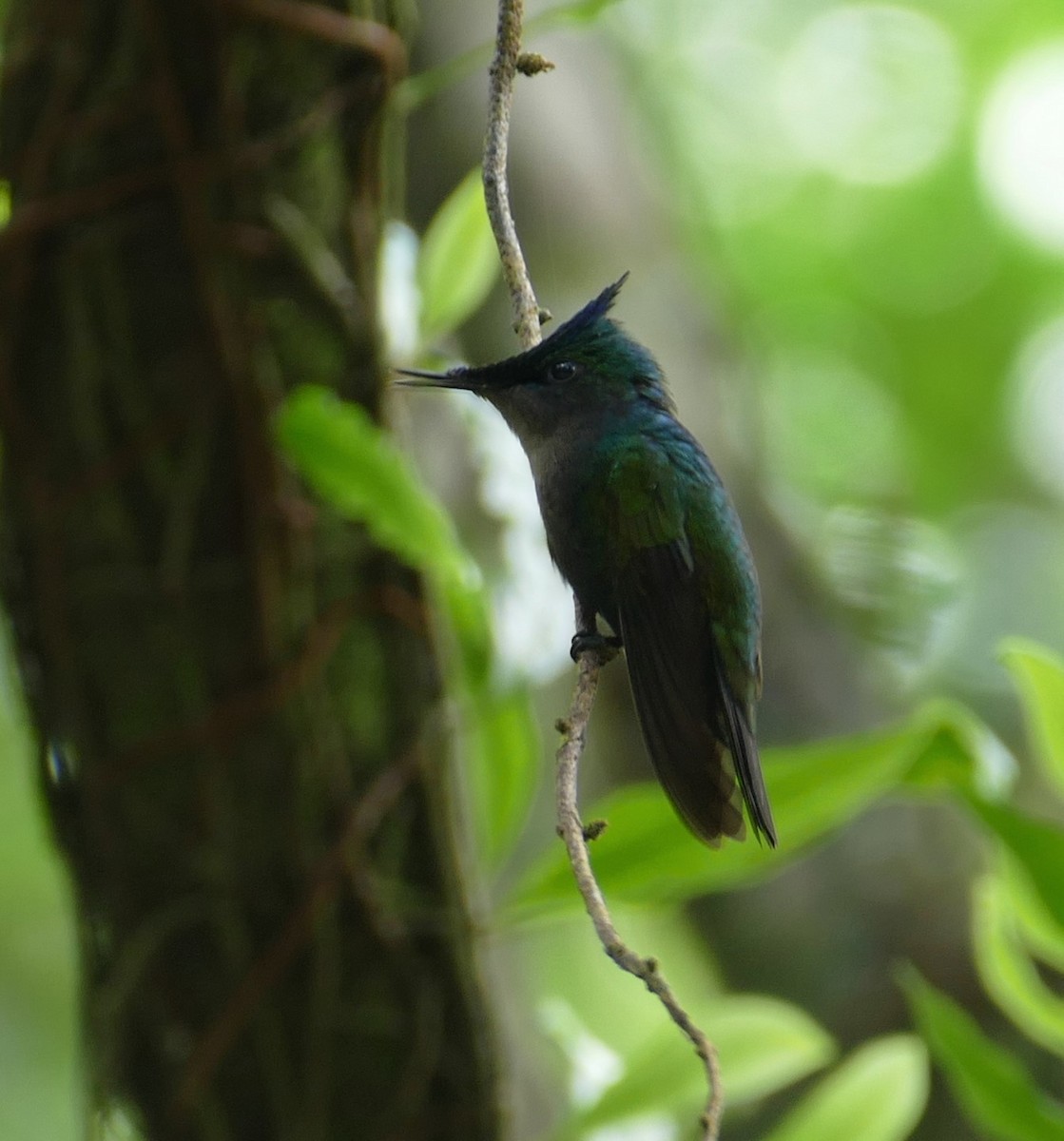 Antillean Crested Hummingbird - Diane Stinson