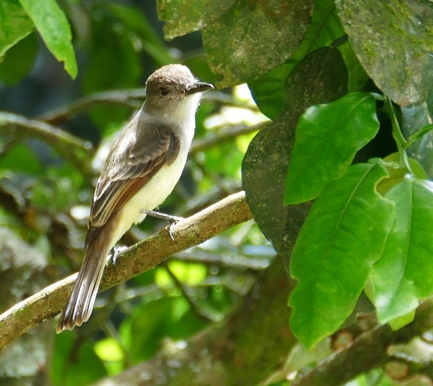 Lesser Antillean Flycatcher - Diane Stinson