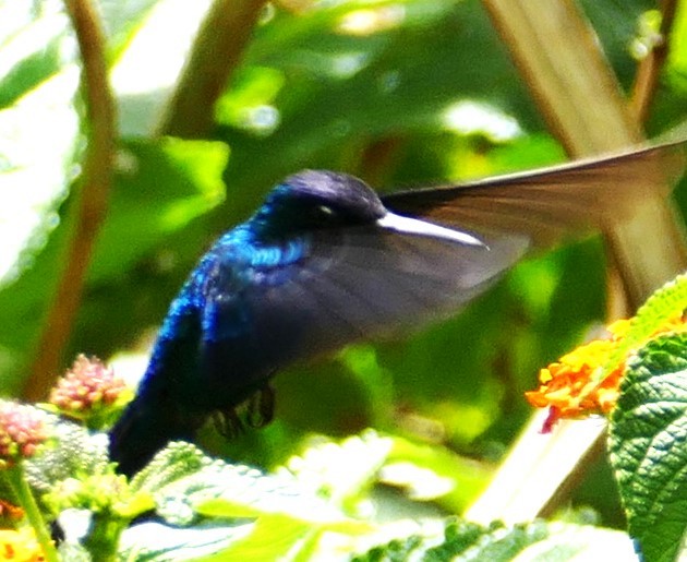 Blue-headed Hummingbird - Diane Stinson
