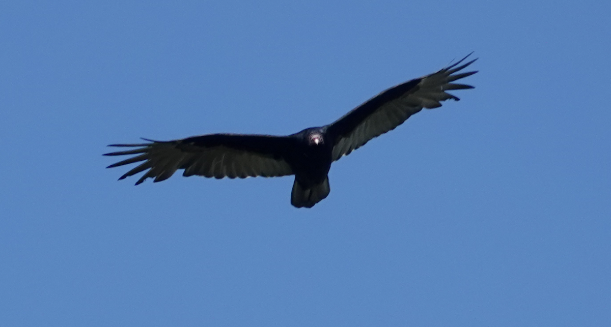 Turkey Vulture - ML609426513