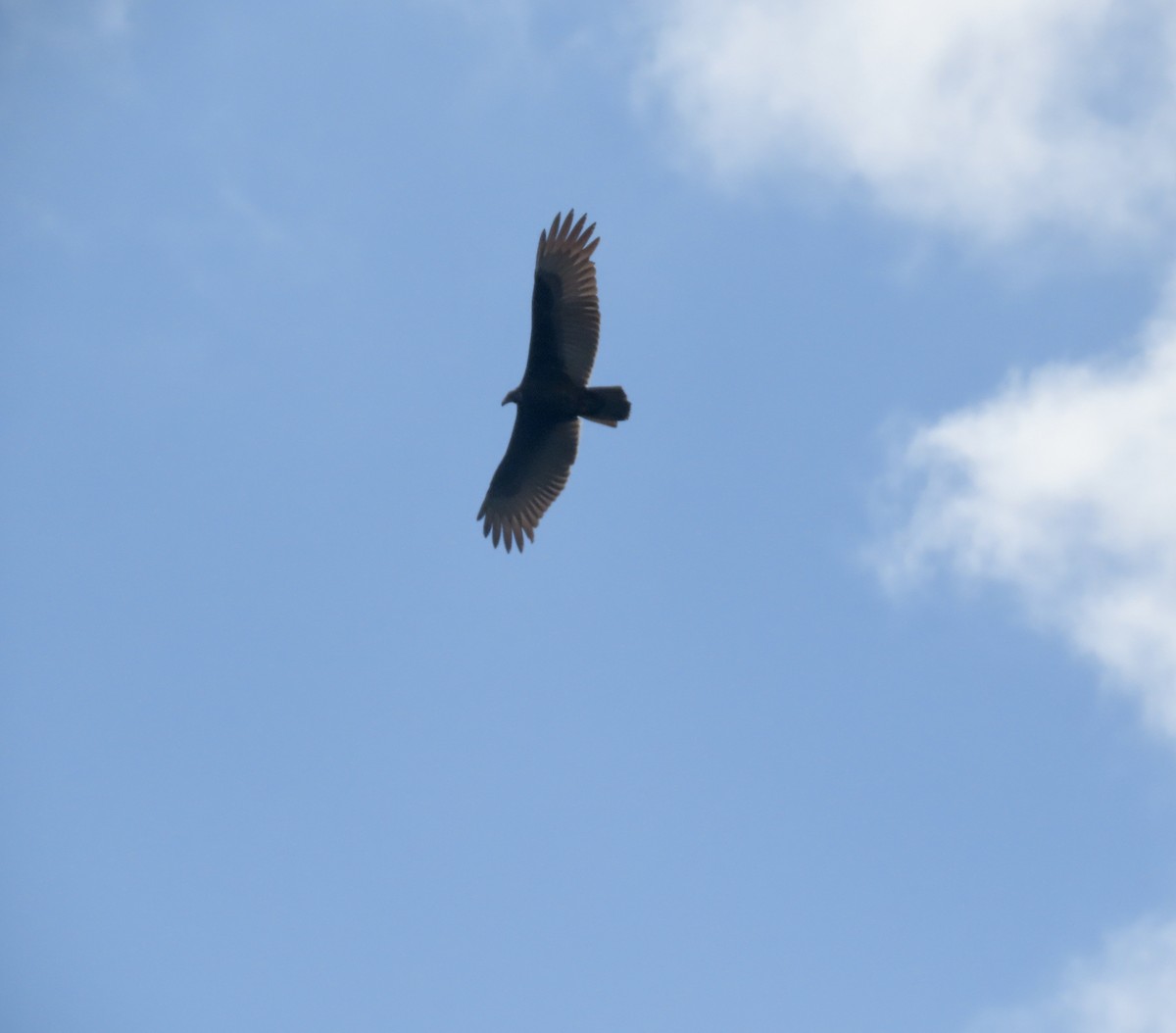 Turkey Vulture - ML609426661