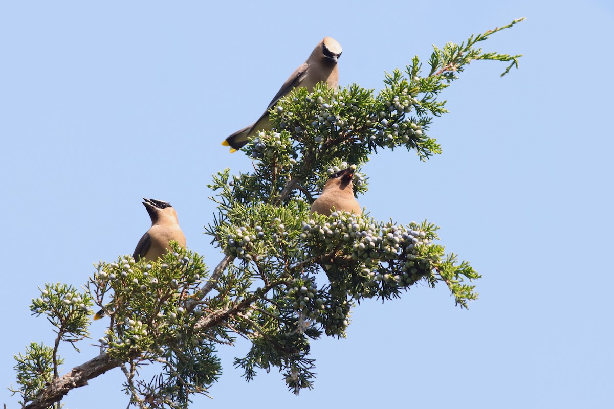 Cedar Waxwing - ML609426816