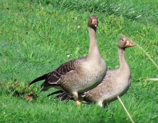 Greater White-fronted Goose, ML609427026