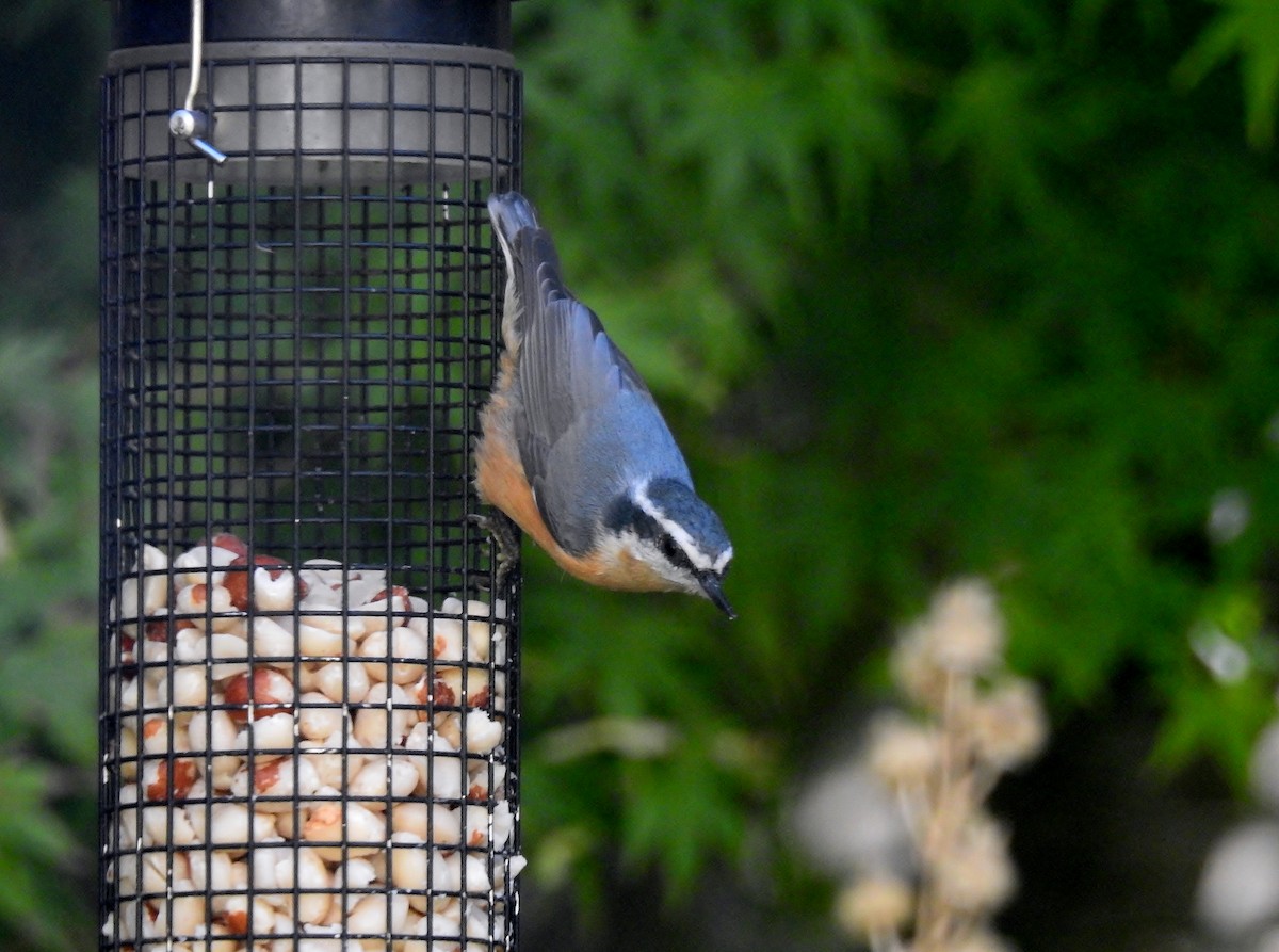Red-breasted Nuthatch - ML609427124