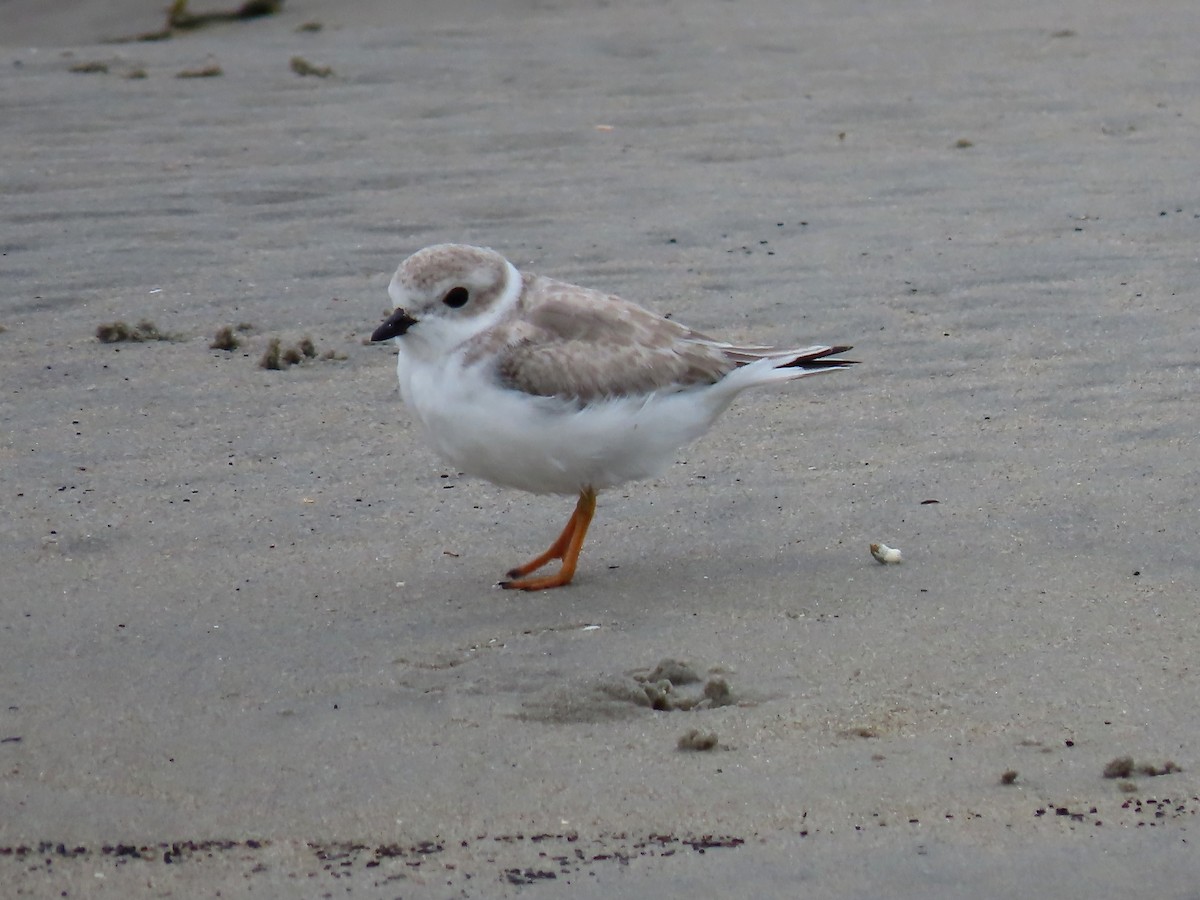 Piping Plover - ML609427610