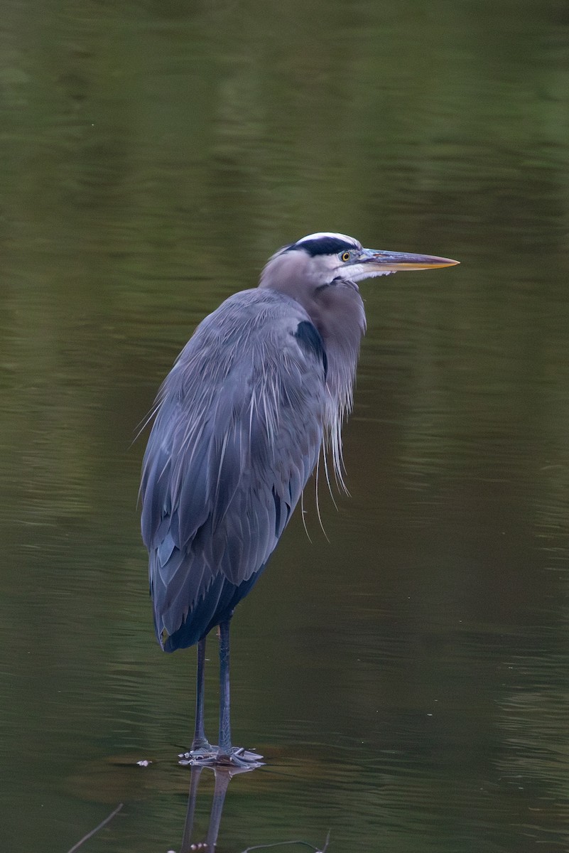 North Carolina Bird Atlas Checklist - 30 Sep 2023 - Lake Crabtree Dam ...