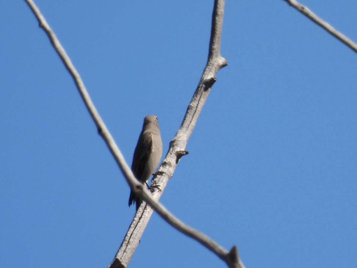 Townsend's Solitaire - ML609428294