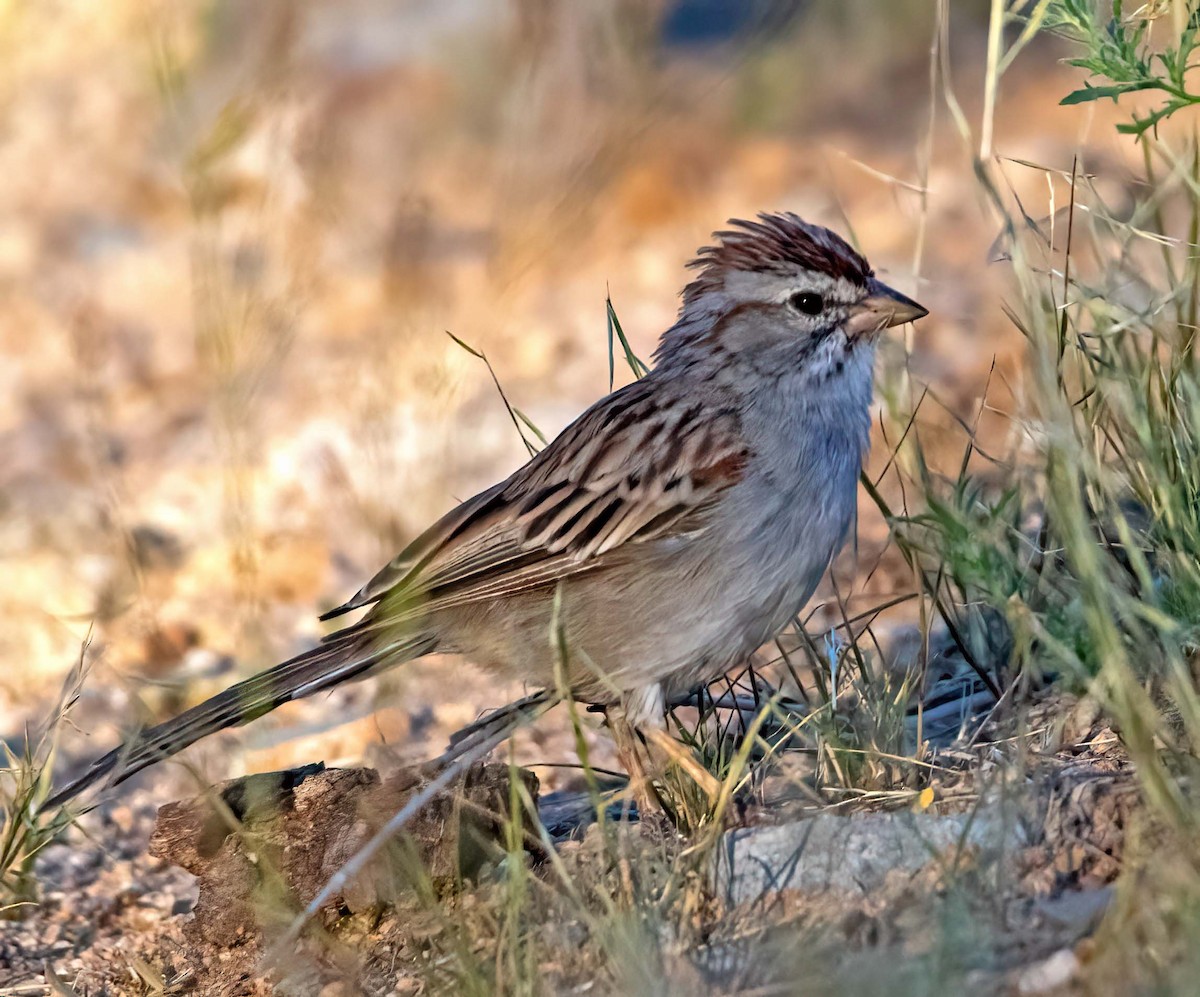 Rufous-winged Sparrow - ML609428364