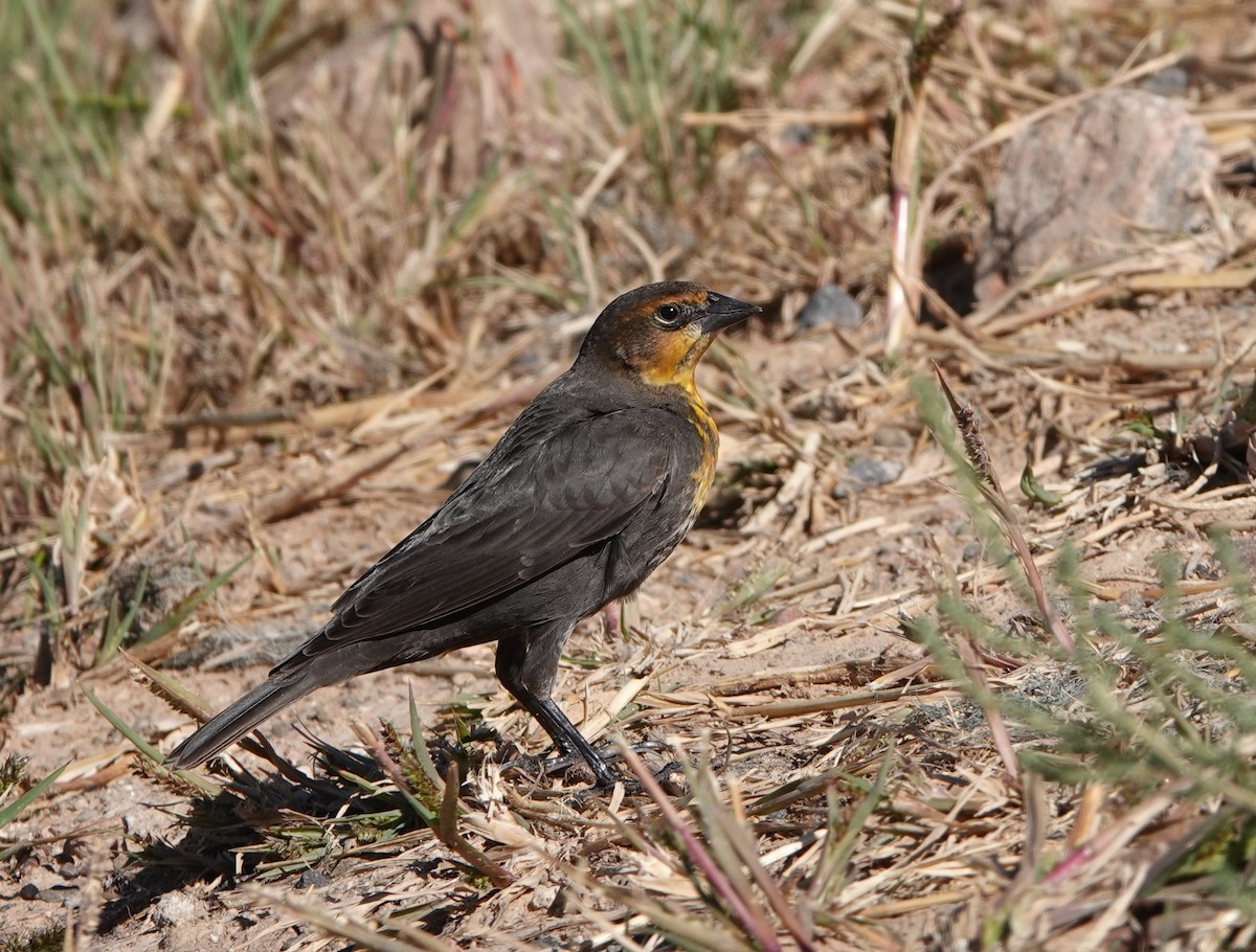 Yellow-headed Blackbird - ML609428408