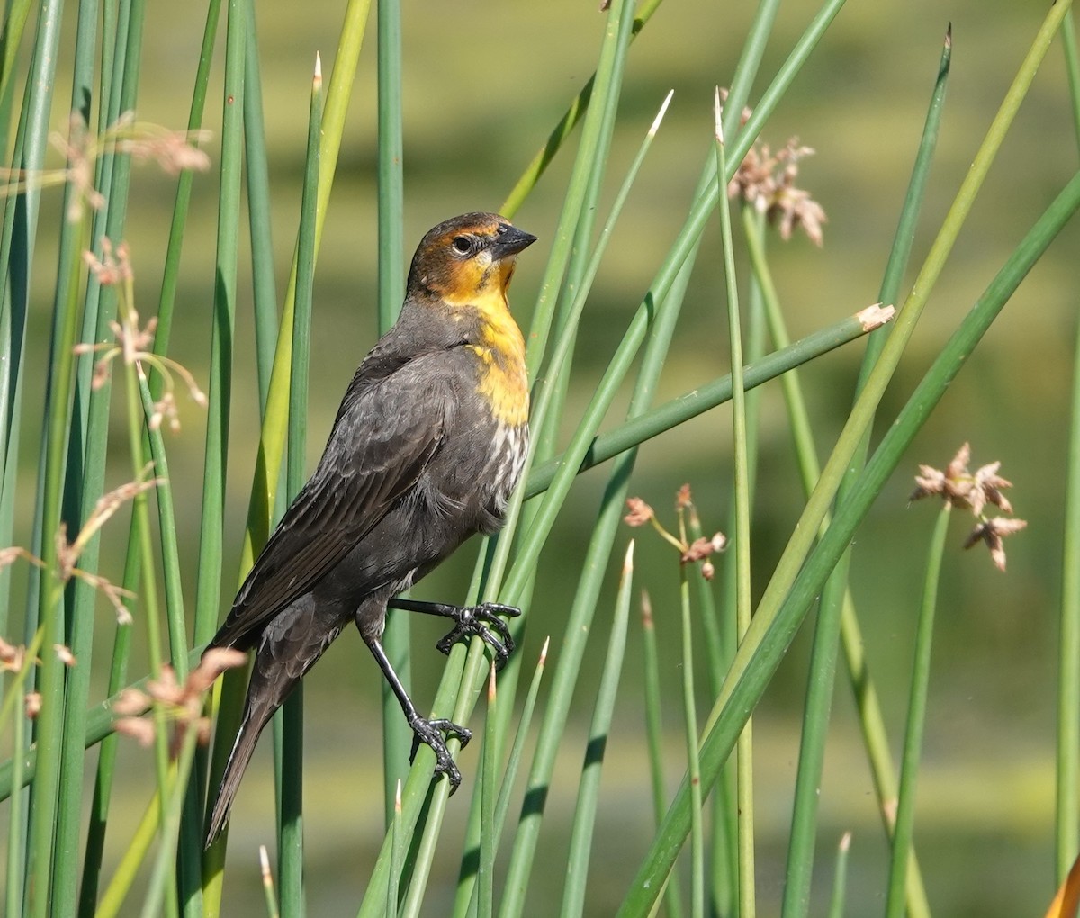 Yellow-headed Blackbird - ML609428418