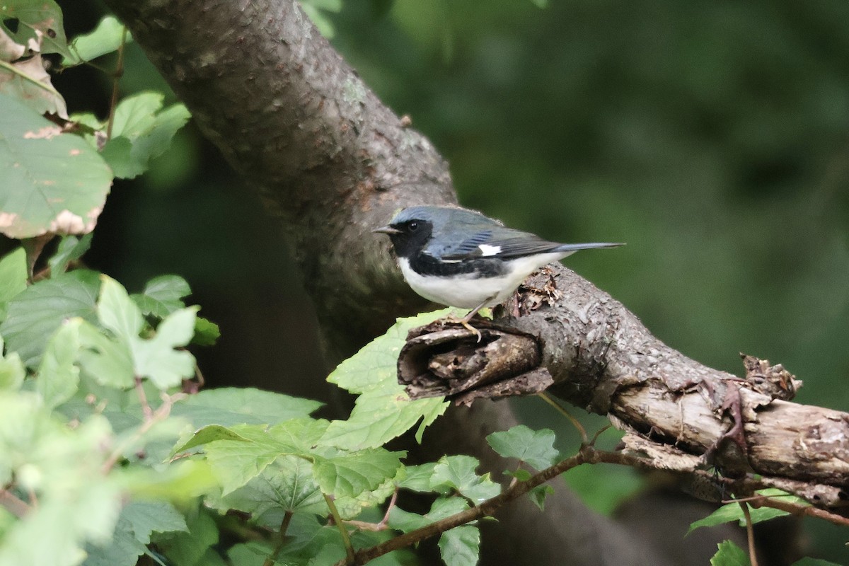 Black-throated Blue Warbler - ML609428519