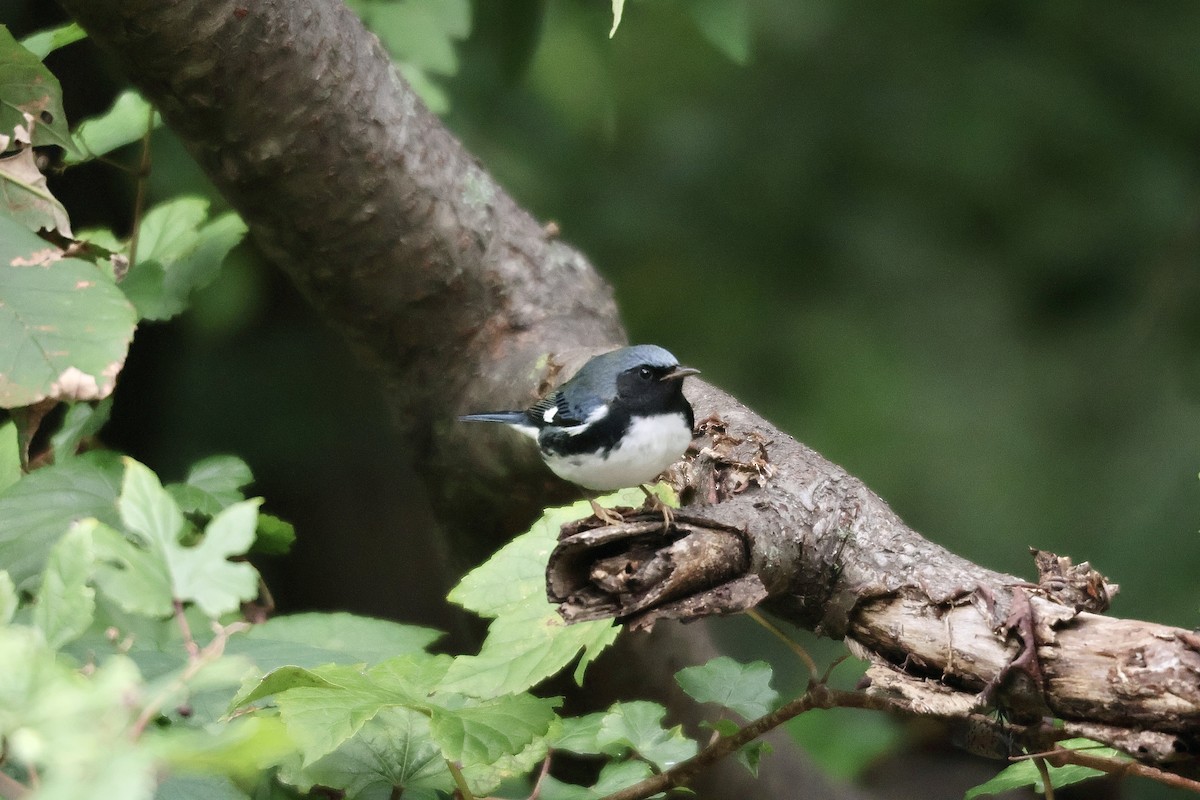 Black-throated Blue Warbler - ML609428522