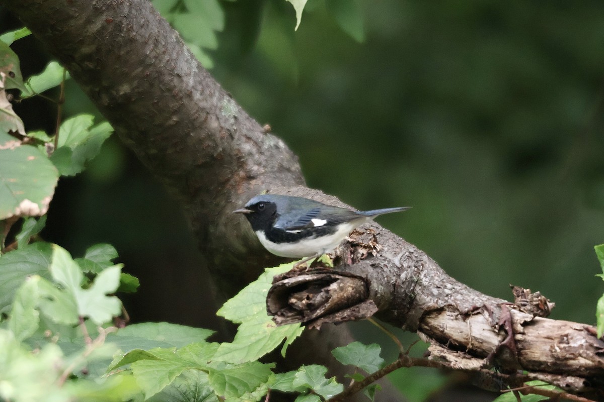 Black-throated Blue Warbler - ML609428523